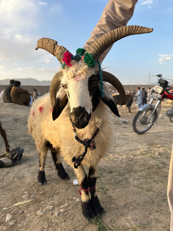 Livestock market activity documented near Quetta, Pakistan