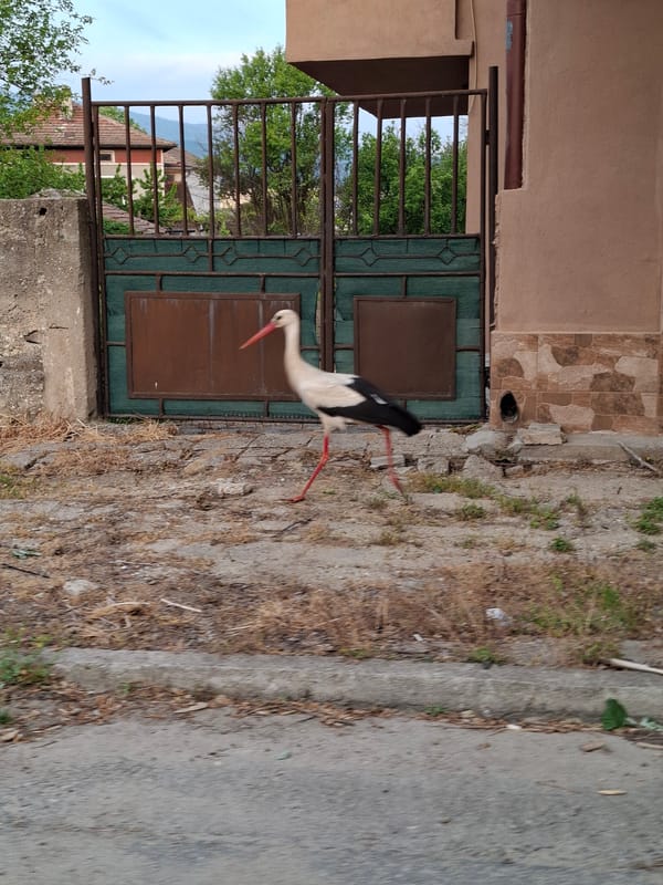 Stork spotted walking through urban area in early morning