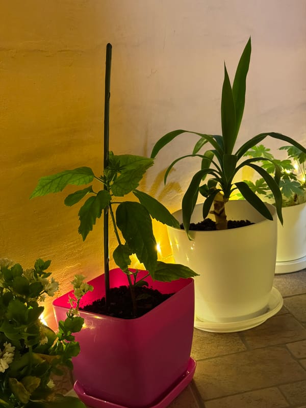 FIFA World Cup 2026 on TV, houseplants and string lights in Lovech