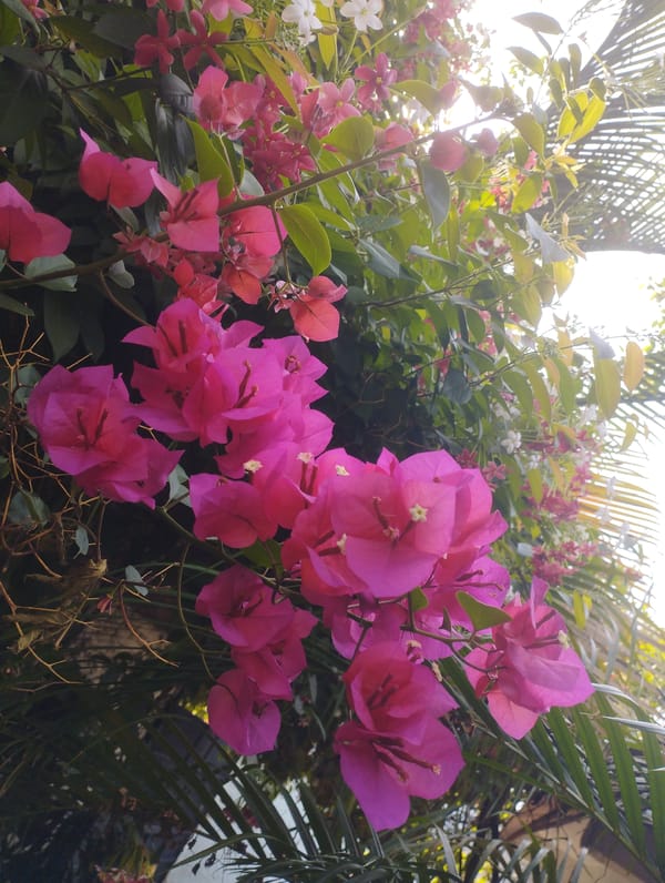 Residential scenes with flowering bougainvillea documented in Tinaquillo, Venezuela