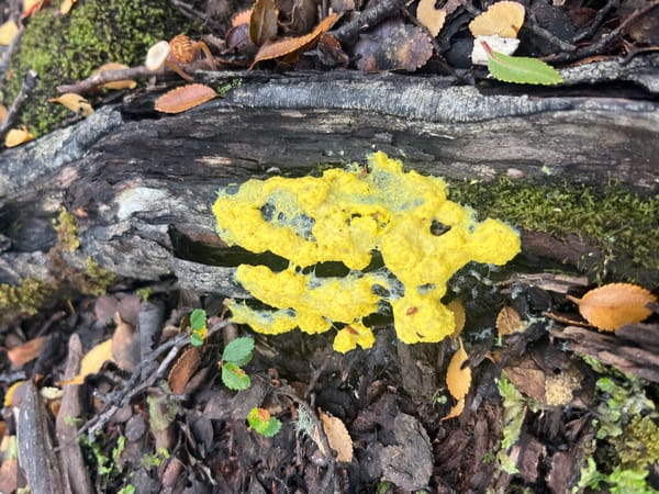 Yellow slime mold spotted on forest log in Ushuaia