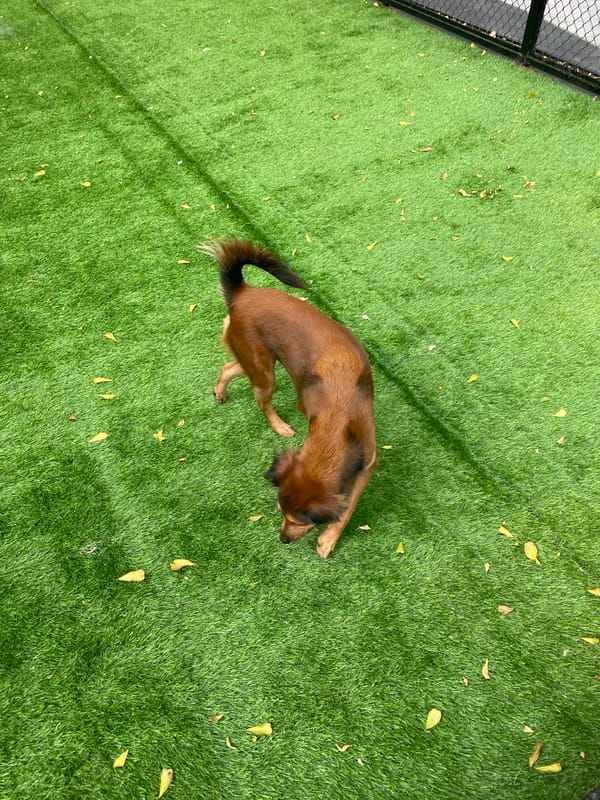 Morning at Gading Walk: dog park, quirky sculptures, and food stalls