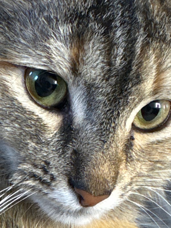 Lazy afternoon in Saratov with a tabby cat