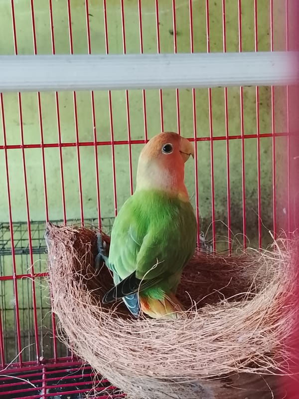 Live bird stall in Kuta Trieng with caged and hand-held fledglings
