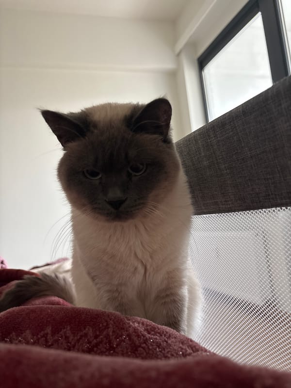 Curious Siamese cat spotted in Antwerp, Belgium