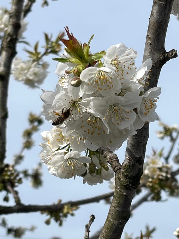 Bee feeds on white blossoms in Pchelnik, Bulgaria