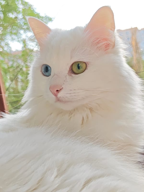 Lazy afternoon with a heterochromatic white cat in Odesa
