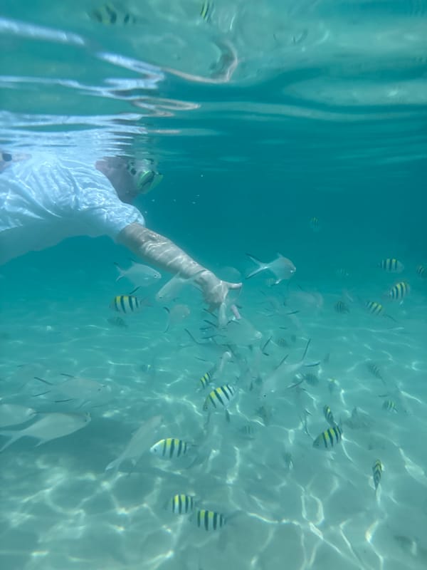 Snorkeler encounters fish school in clear Thai waters