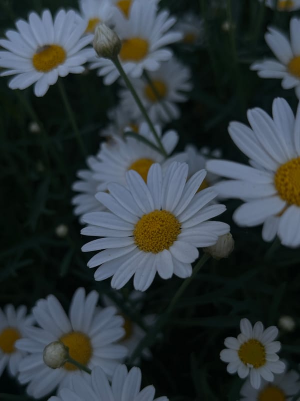 Spring afternoon moments: flowers bloom, ice cream shared outdoors