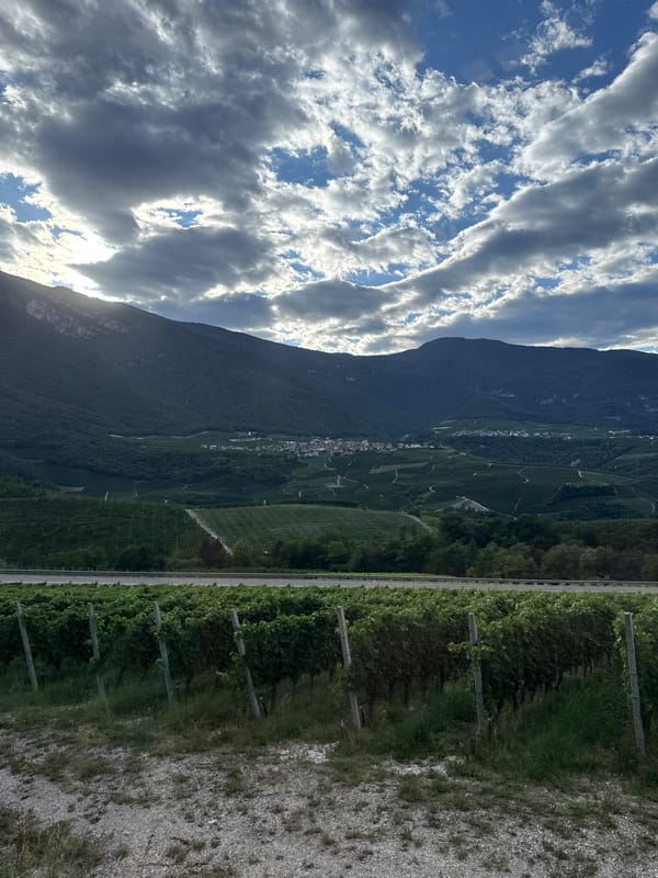 Vineyards and orchards sprawl across Trentino valley near Spormaggiore