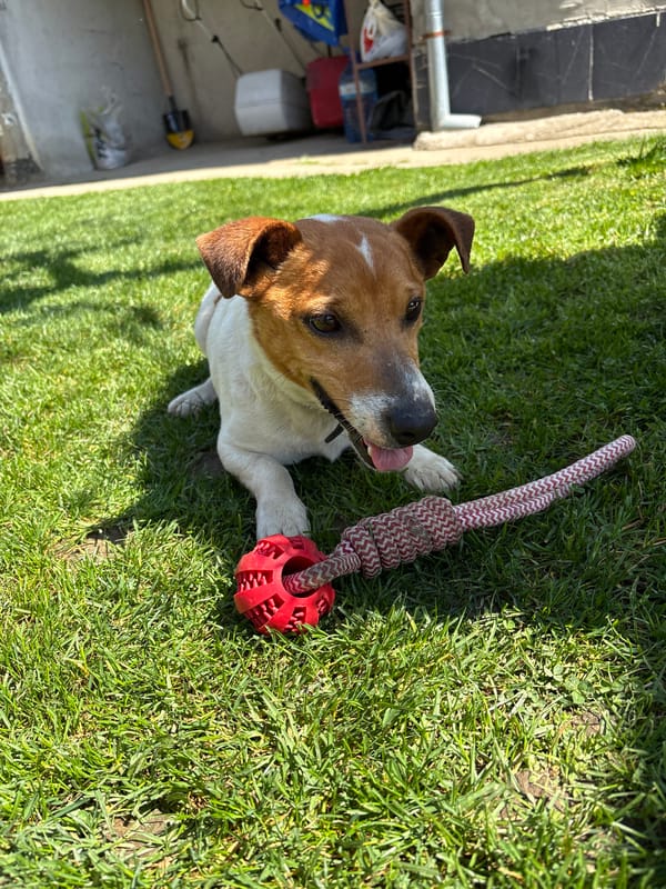 Dog with rope toy spotted resting on grass