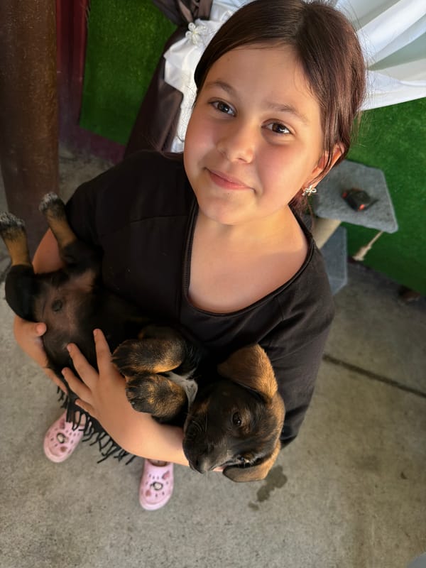 Afternoon with puppies and wildflowers in Tuapse