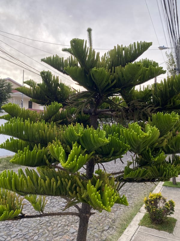 Vibrant street scene with Norfolk Pine documented in La Paz