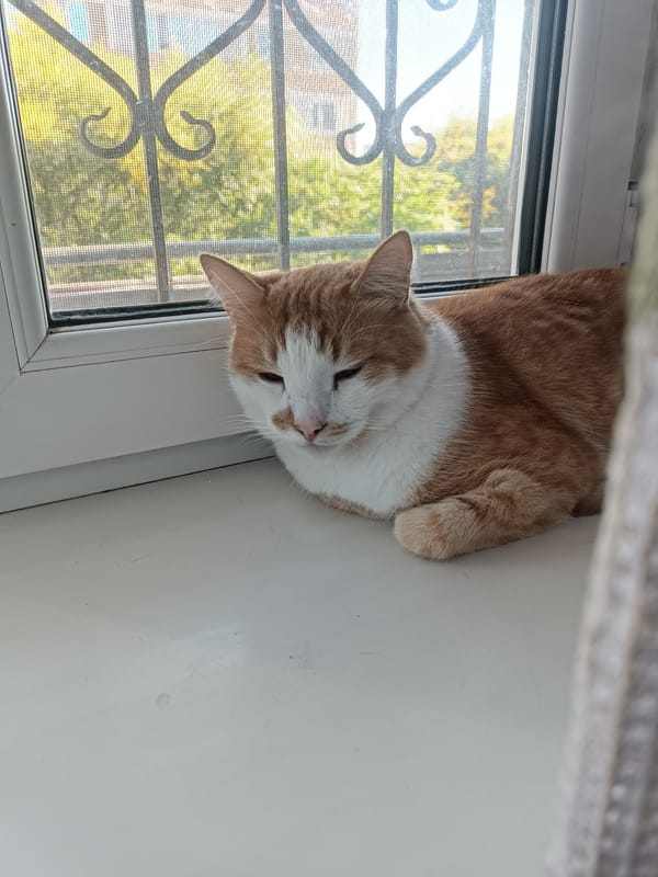 Cats lounging around the house, windows, and chairs