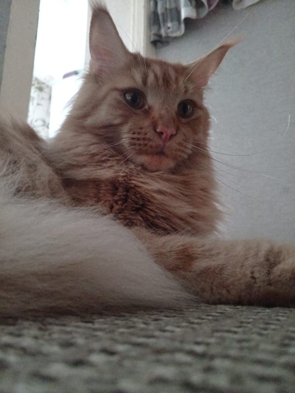 Fluffy orange tabby cat photographed up close in Krasnoyarsk