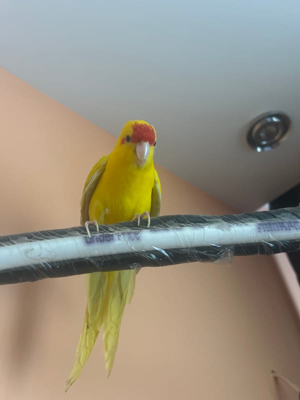 Parrot and pug: two pets, two minutes apart