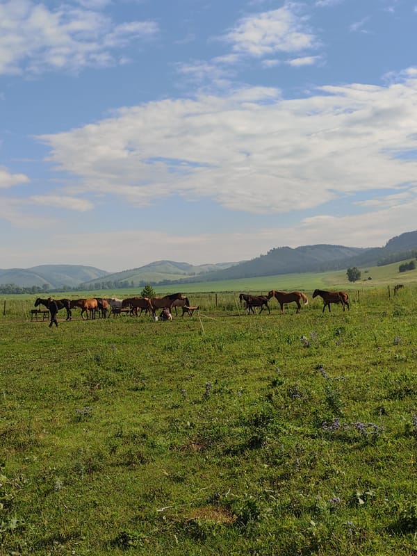 Mixed herd of horses grazing in a fenced field