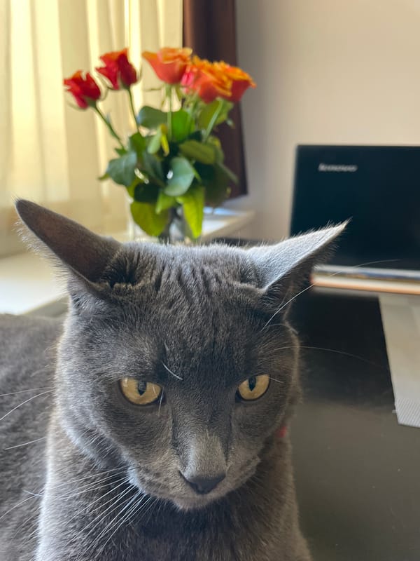 Gray cat explores a Sochi home with roses nearby