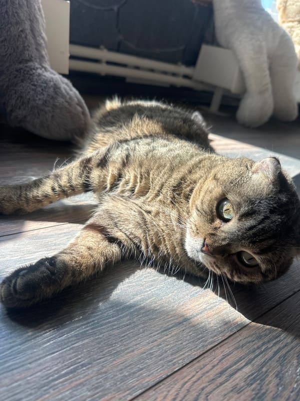 Two cats, one lazy morning, Virki