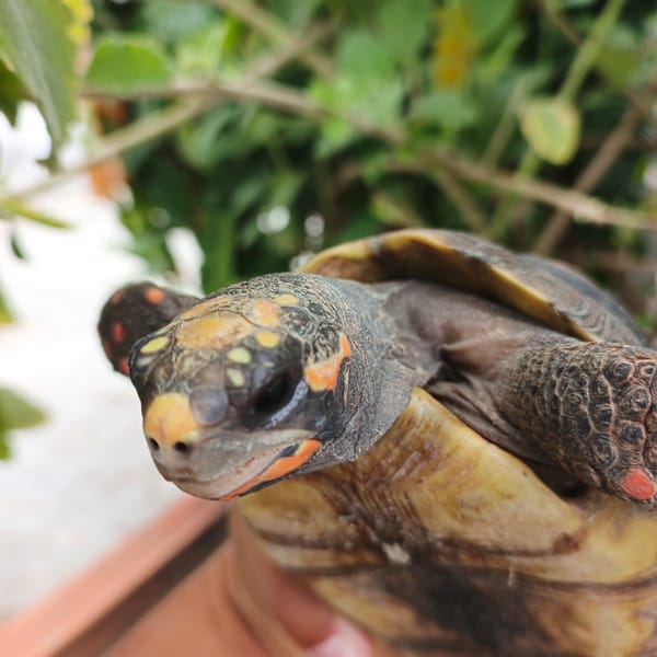 Tortoise sighting and food preparation documented in Tinaquillo, Venezuela