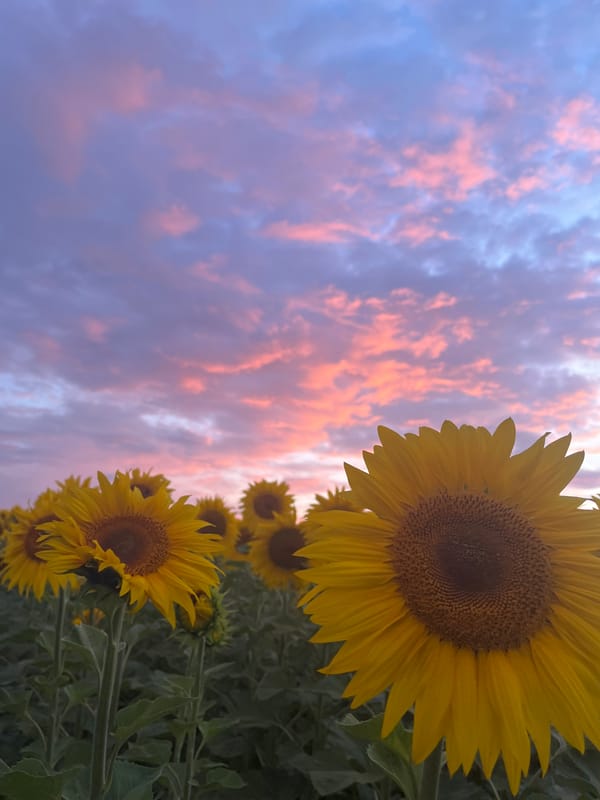 Sunflower fields at golden hour in rural Moldova