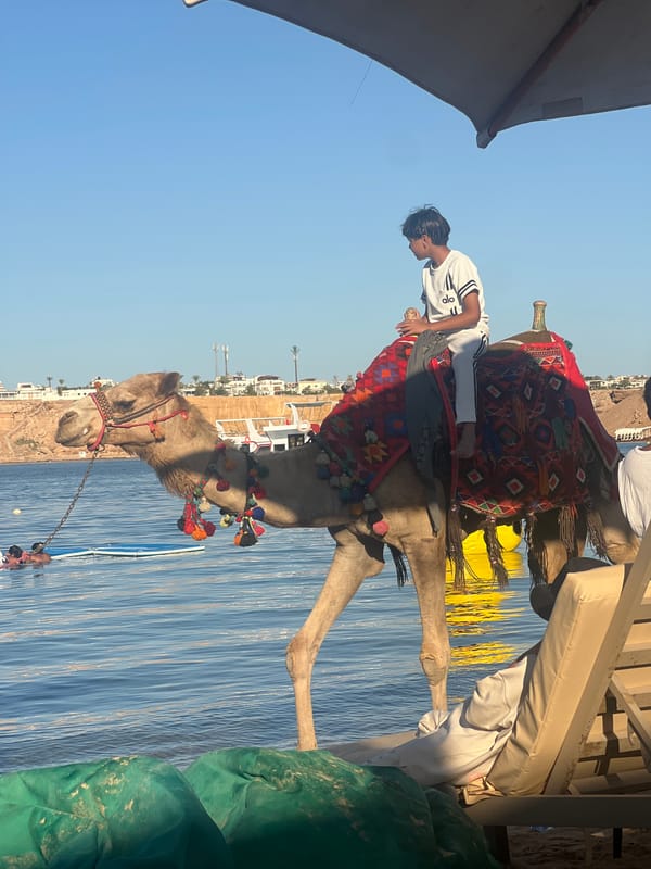 Lazy afternoon on the Red Sea shore, Sharm El Sheikh