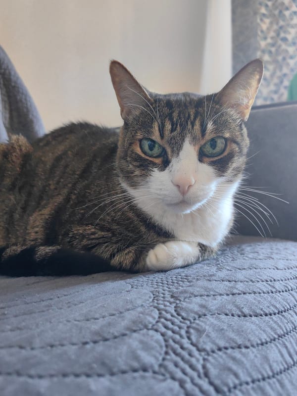 Tabby cat lounging at home alongside a Bork air purifier