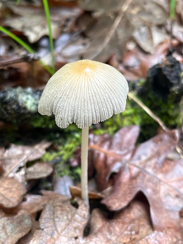 Forest floor documentation captures mushrooms, fungi near Izvor, Bulgaria