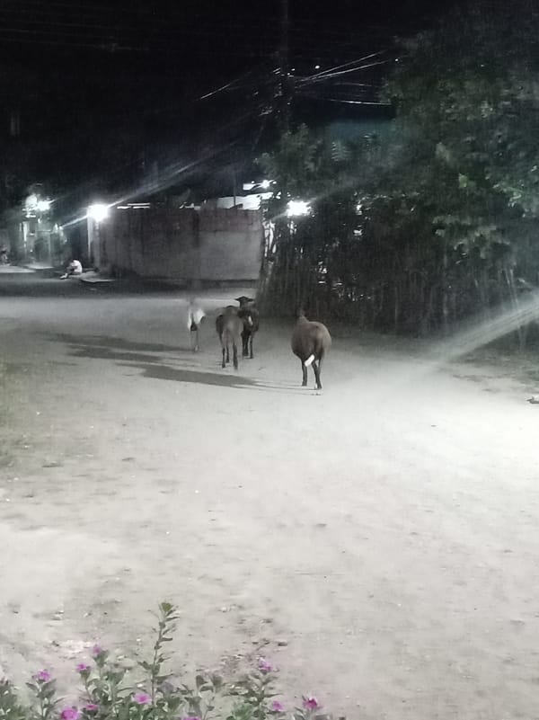 Livestock roam streets overnight in Venezuelan rural communities
