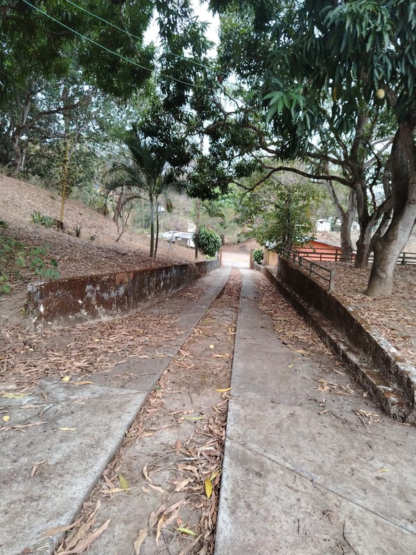 Rural Venezuelan property with mango trees and pathways documented