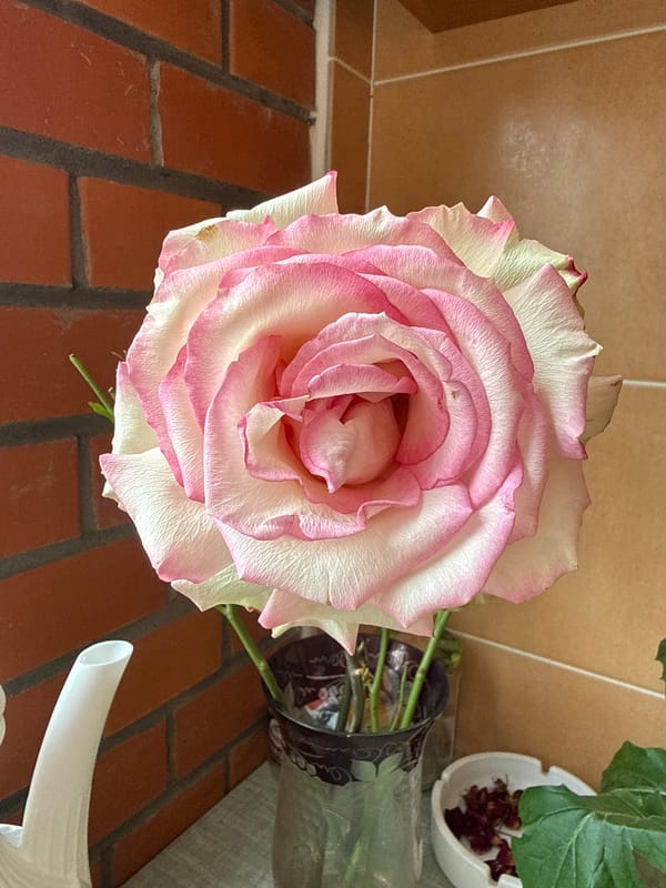Close-up flower photography session captured in Balashikha, Russia