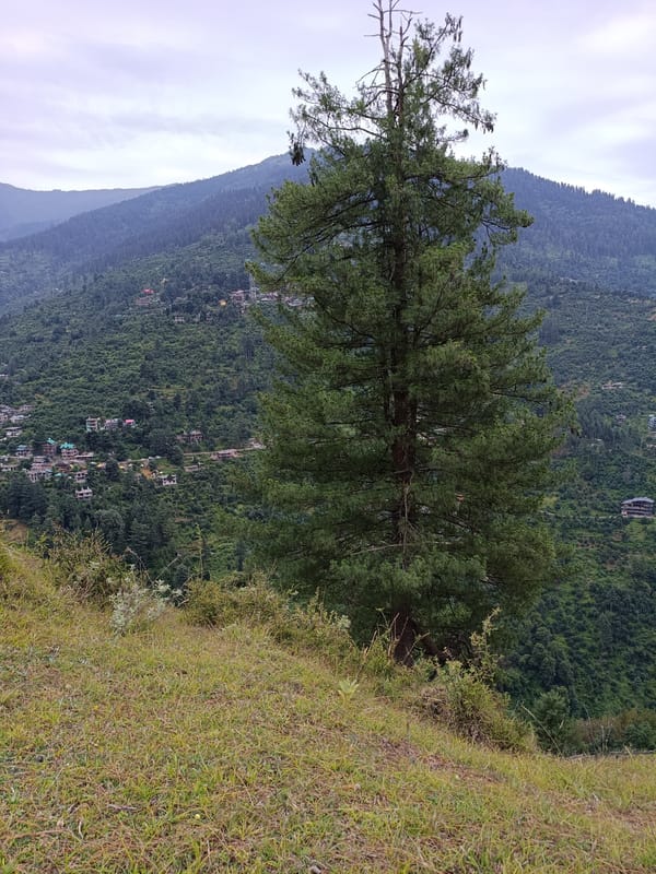 Pine forests and snowy peaks in Damadi, Himachal Pradesh