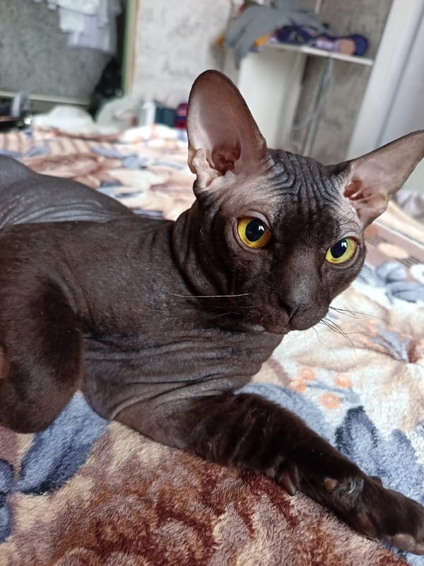 Family relaxes with Sphynx cat during morning downtime in Russia
