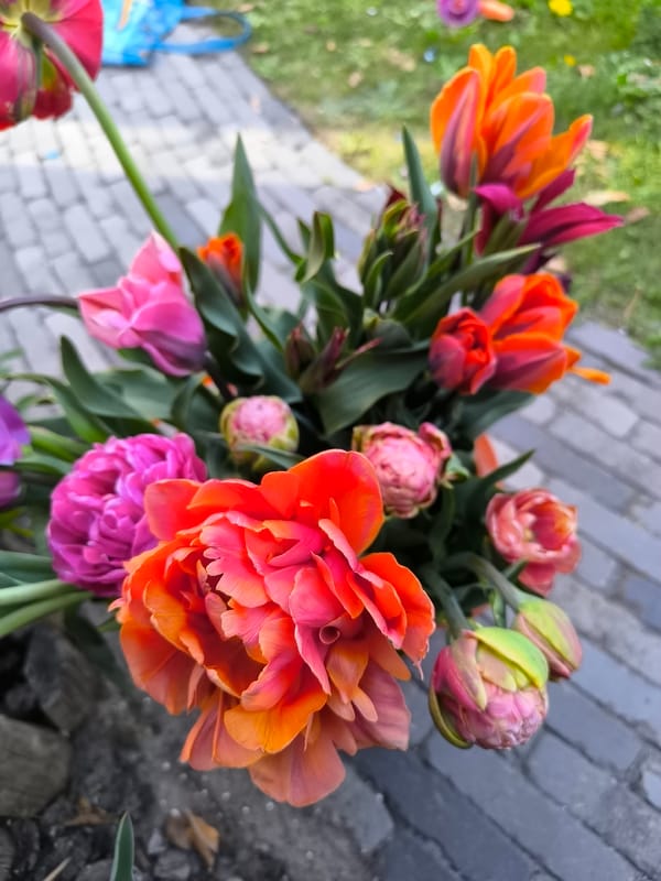 Colorful tulip bouquet observed blooming in Alkmaar