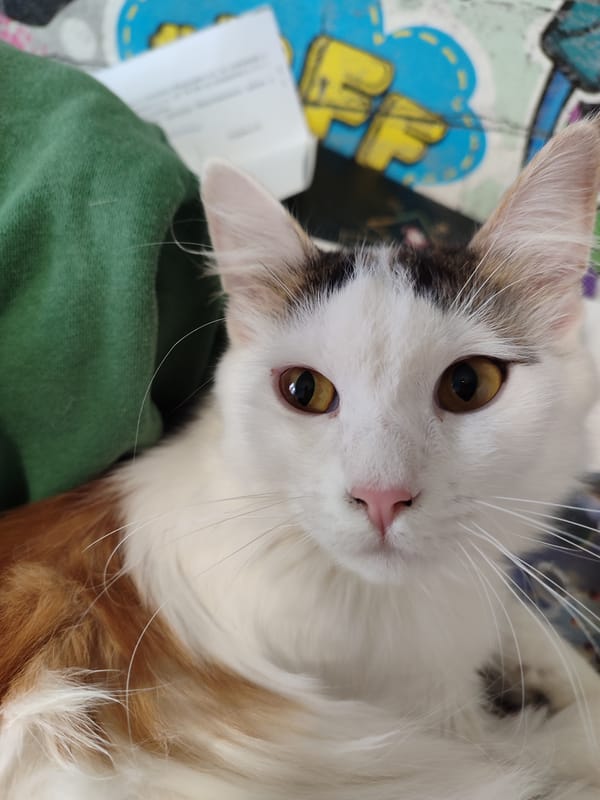 Cat photographed looking at camera in Izhevsk, Russia