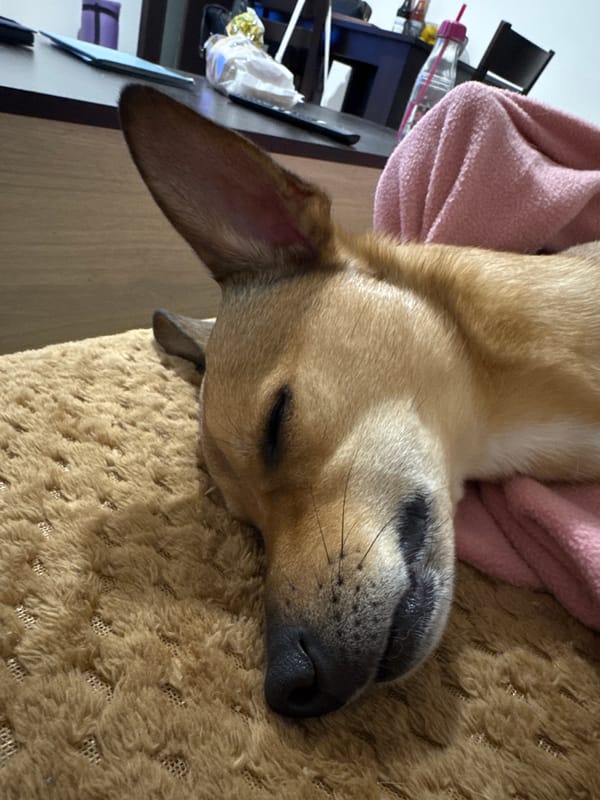 Dog sleeps peacefully under pink blanket in Plovdiv home