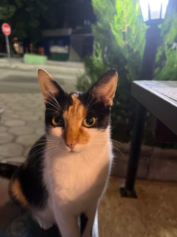 Evening scenes documented in Sliven: outdoor cat, woman dining