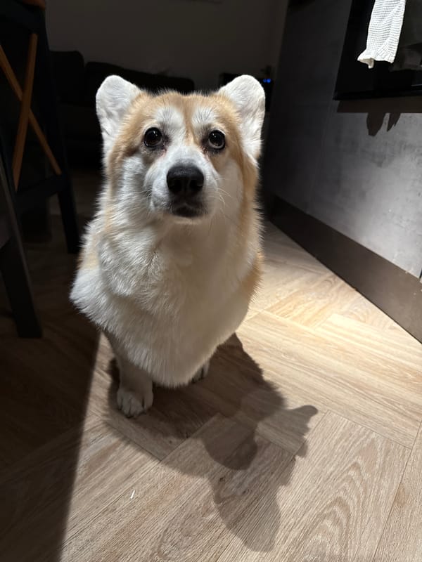Corgi photographed indoors in Krasnoyarsk, Russia