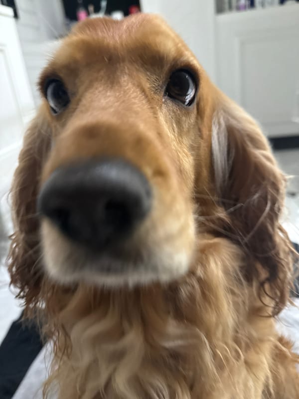 Cozy evening in with a golden spaniel and some kitchen moments