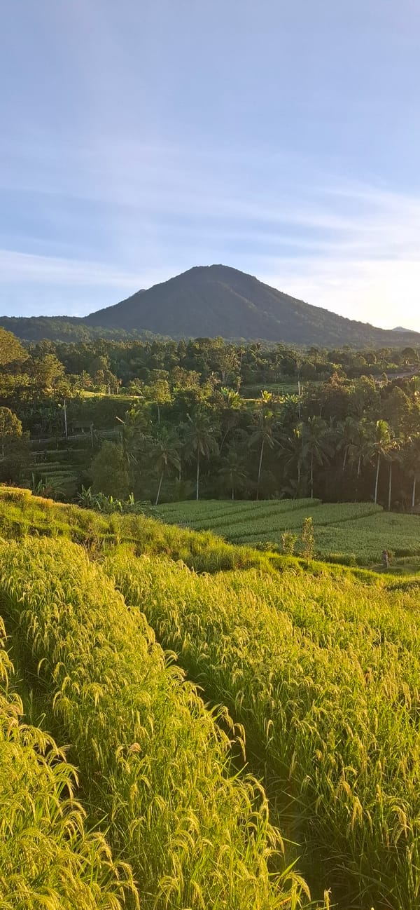 Rural sunrise captured across Penebel rice paddies, Indonesia
