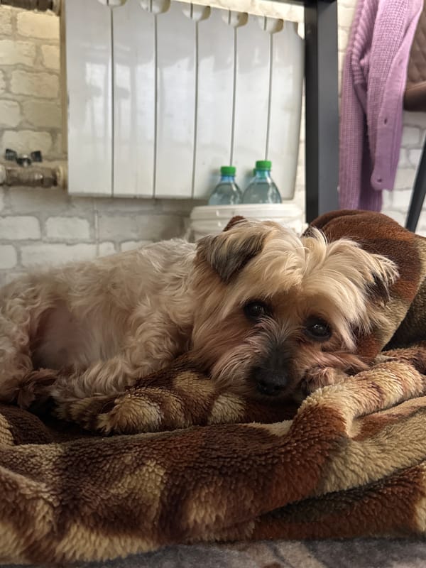 Pet owner and Yorkshire Terrier share quiet moments in Dmitrov