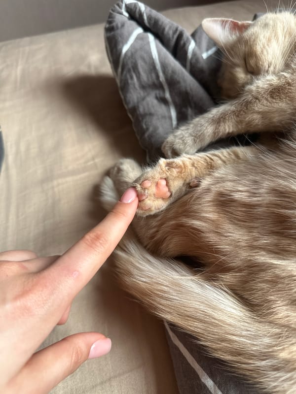 Woman documents morning routine with cat in Krasnoyarsk apartment