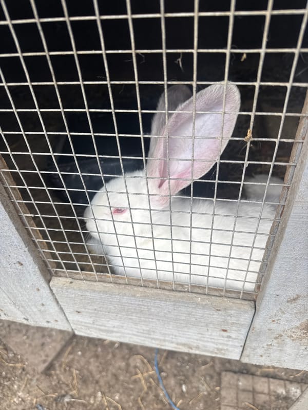 Rural farm animals documented in Sarnevo, Bulgaria backyard operation