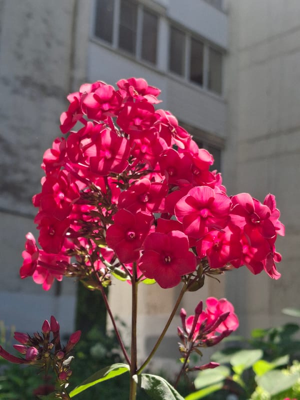 Garden flowers and kitchen prep in Chaikovsky, Russia