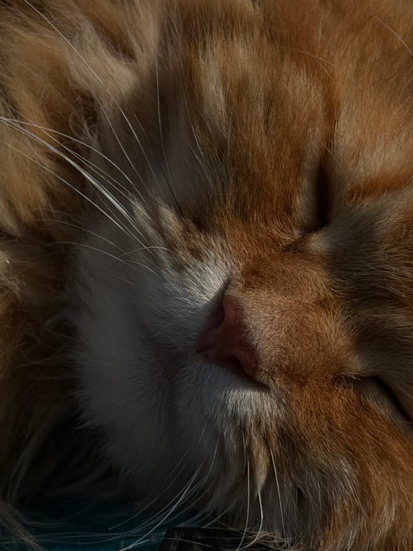 Orange tabby cat napping on a camping chair outdoors in Peniki