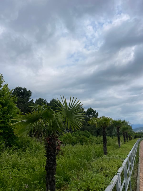Morning jog along Sochi's palm-lined waterfront path