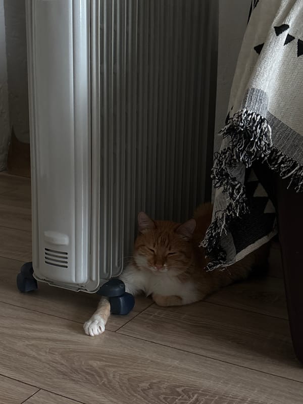 Ginger cat rests indoors in Zheleznogorsk, Russia