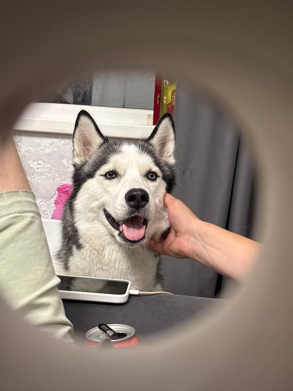 Husky through a tube and a lily in Tolyatti
