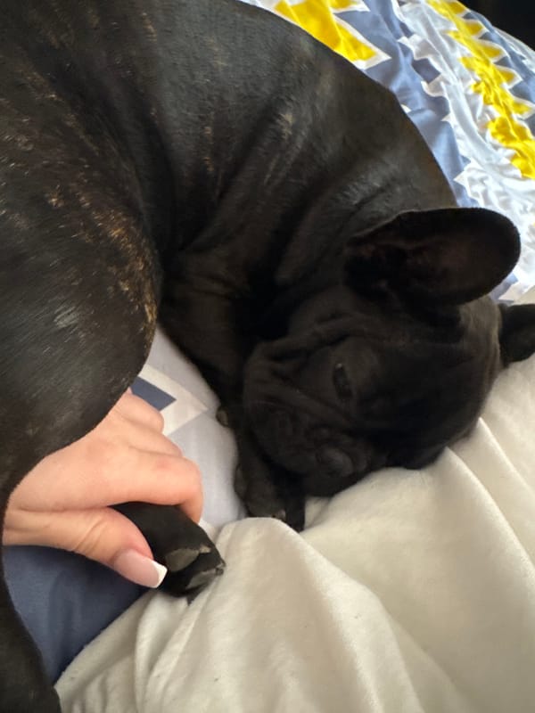 French Bulldog's afternoon nap captured in Tervel, Bulgaria