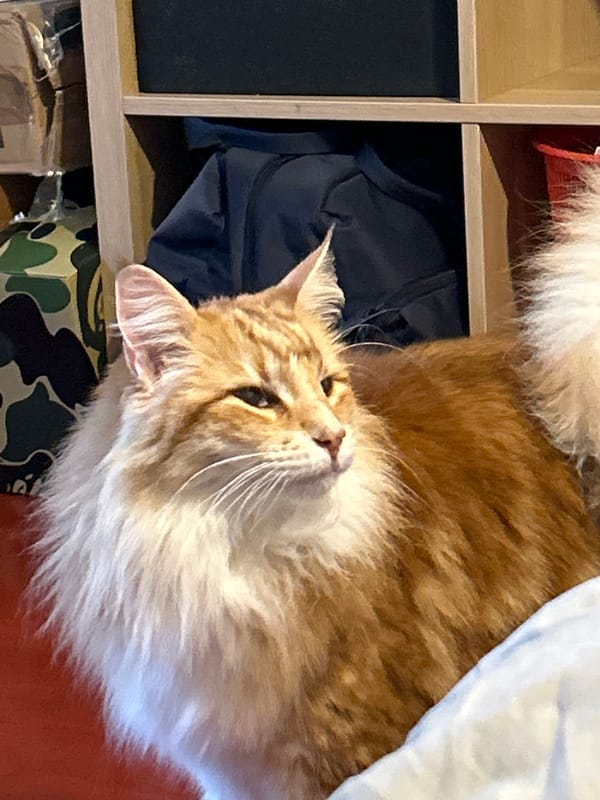 Orange cat rests indoors across Strasbourg locations